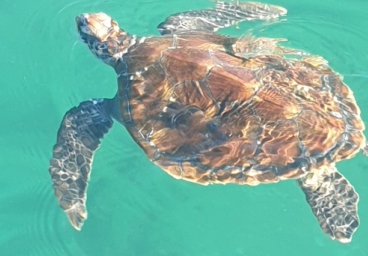 fishing reef charters terrigal